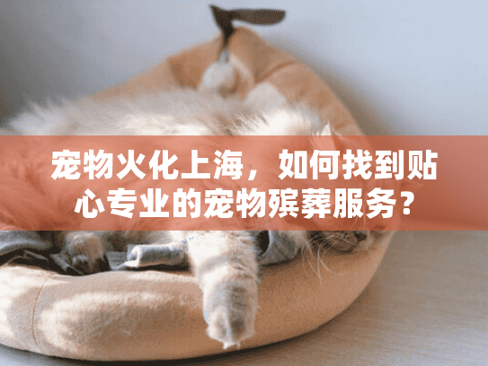 宠物火化上海，如何找到贴心专业的宠物殡葬服务？