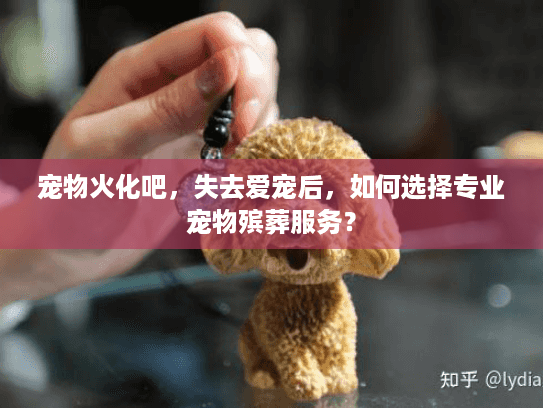 宠物火化吧，失去爱宠后，如何选择专业宠物殡葬服务？