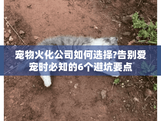 宠物火化公司如何选择?告别爱宠时必知的6个避坑要点