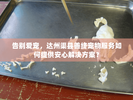 告别爱宠，达州渠县善终宠物服务如何提供安心解决方案？