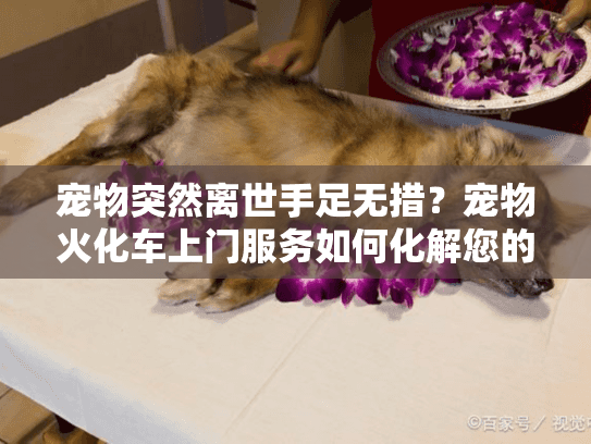 宠物突然离世手足无措？宠物火化车上门服务如何化解您的困境？