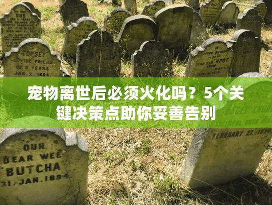 宠物离世后必须火化吗？5个关键决策点助你妥善告别
