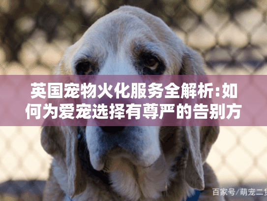 英国宠物火化服务全解析:如何为爱宠选择有尊严的告别方式?