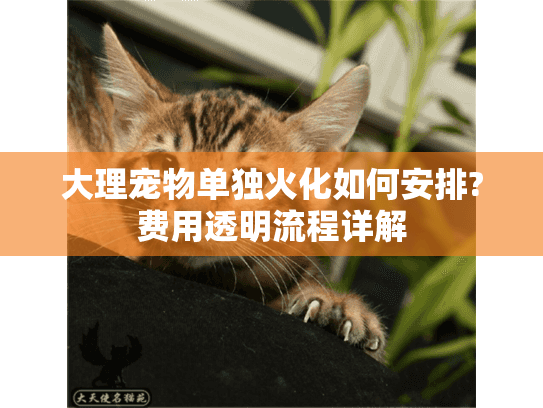 大理宠物单独火化如何安排?费用透明流程详解