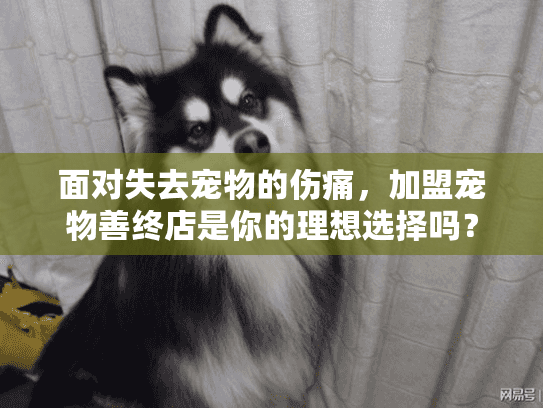 面对失去宠物的伤痛，加盟宠物善终店是你的理想选择吗？