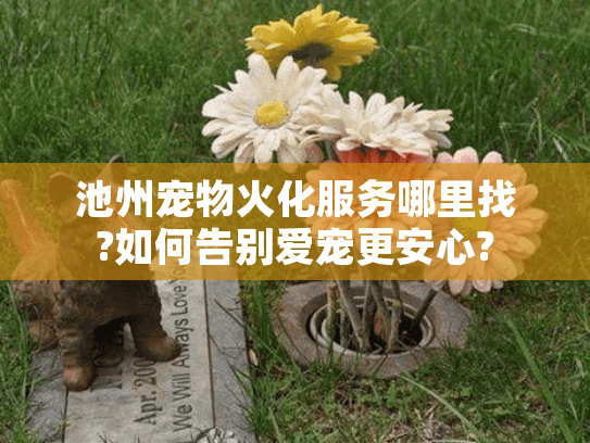 池州宠物火化服务哪里找?如何告别爱宠更安心?