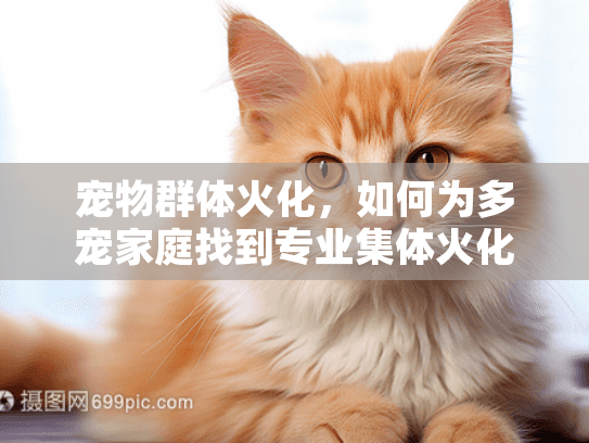 宠物群体火化，如何为多宠家庭找到专业集体火化服务？