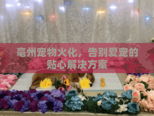 亳州宠物火化，告别爱宠的贴心解决方案