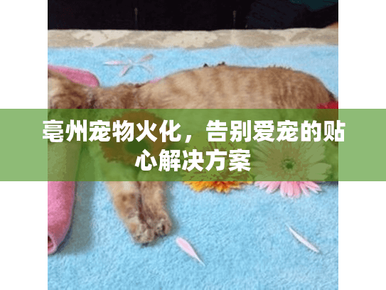 亳州宠物火化，告别爱宠的贴心解决方案