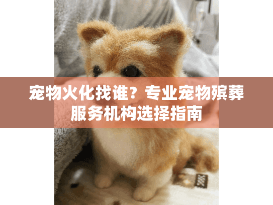 宠物火化找谁？专业宠物殡葬服务机构选择指南
