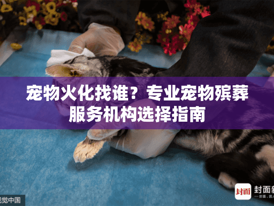 宠物火化找谁？专业宠物殡葬服务机构选择指南