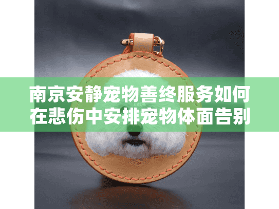 南京安静宠物善终服务如何在悲伤中安排宠物体面告别？