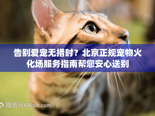 告别爱宠无措时？北京正规宠物火化场服务指南帮您安心送别
