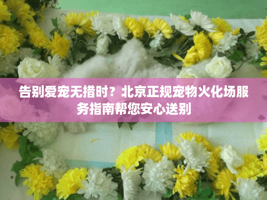 告别爱宠无措时？北京正规宠物火化场服务指南帮您安心送别