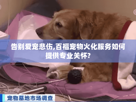 告别爱宠悲伤,百福宠物火化服务如何提供专业关怀?