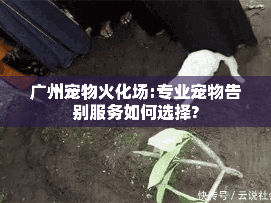 广州宠物火化场:专业宠物告别服务如何选择?