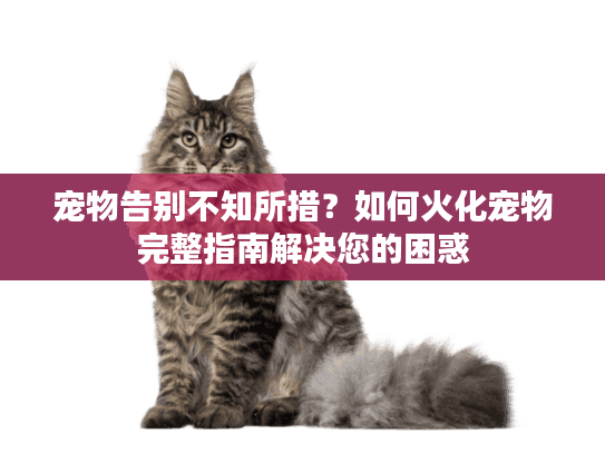 宠物告别不知所措？如何火化宠物完整指南解决您的困惑