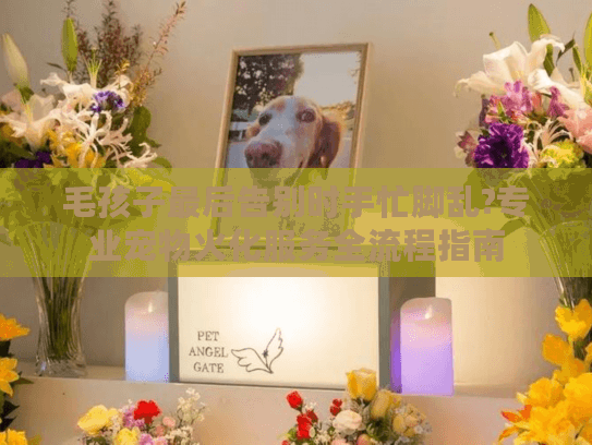 毛孩子最后告别时手忙脚乱?专业宠物火化服务全流程指南