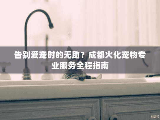 告别爱宠时的无助？成都火化宠物专业服务全程指南