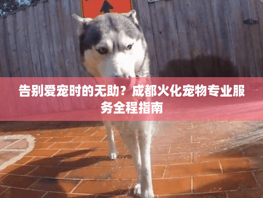 告别爱宠时的无助？成都火化宠物专业服务全程指南