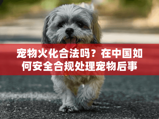 宠物火化合法吗？在中国如何安全合规处理宠物后事