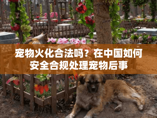 宠物火化合法吗？在中国如何安全合规处理宠物后事