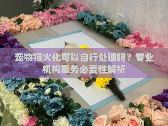 宠物猫火化可以自行处理吗？专业机构服务必要性解析