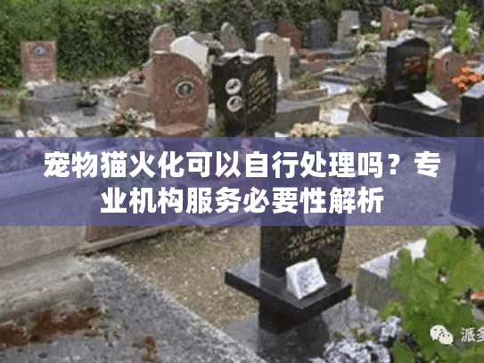 宠物猫火化可以自行处理吗？专业机构服务必要性解析