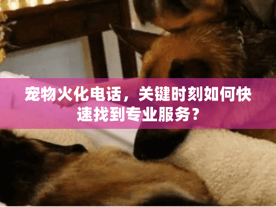 宠物火化电话，关键时刻如何快速找到专业服务？