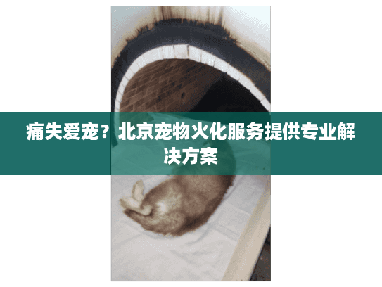 痛失爱宠？北京宠物火化服务提供专业解决方案