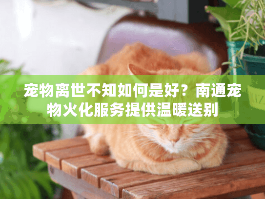 宠物离世不知如何是好？南通宠物火化服务提供温暖送别