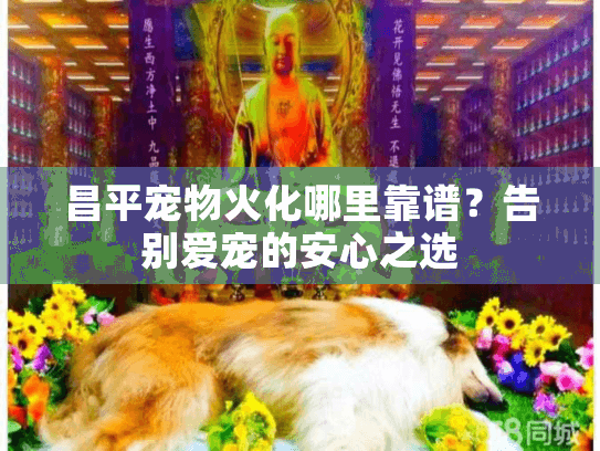 昌平宠物火化哪里靠谱？告别爱宠的安心之选