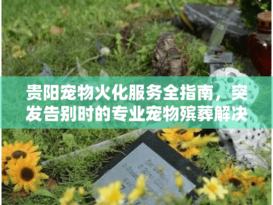 贵阳宠物火化服务全指南，突发告别时的专业宠物殡葬解决方案