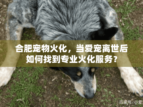 合肥宠物火化，当爱宠离世后如何找到专业火化服务？