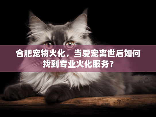 合肥宠物火化，当爱宠离世后如何找到专业火化服务？