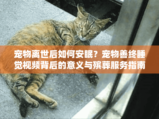 宠物离世后如何安眠？宠物善终睡觉视频背后的意义与殡葬服务指南