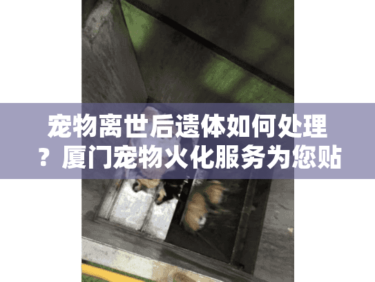 宠物离世后遗体如何处理？厦门宠物火化服务为您贴心解决