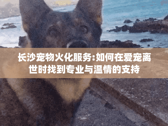 长沙宠物火化服务:如何在爱宠离世时找到专业与温情的支持