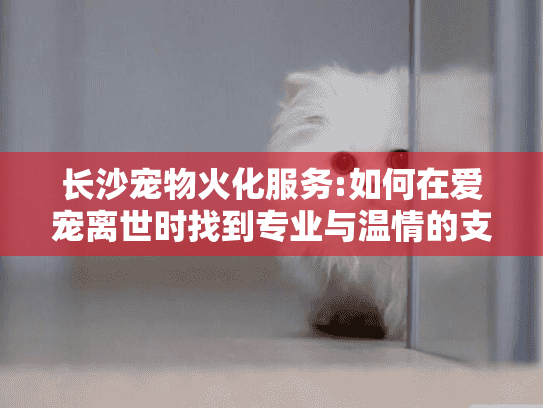 长沙宠物火化服务:如何在爱宠离世时找到专业与温情的支持