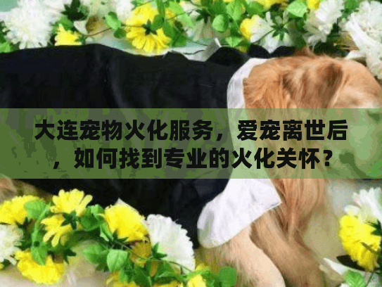 大连宠物火化服务，爱宠离世后，如何找到专业的火化关怀？