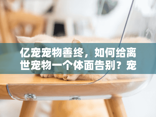 亿宠宠物善终，如何给离世宠物一个体面告别？宠物殡葬服务指南