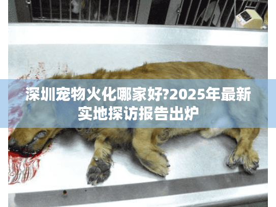深圳宠物火化哪家好?2025年最新实地探访报告出炉