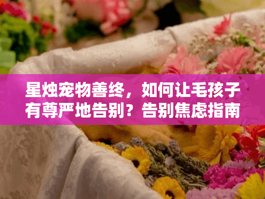 星烛宠物善终，如何让毛孩子有尊严地告别？告别焦虑指南