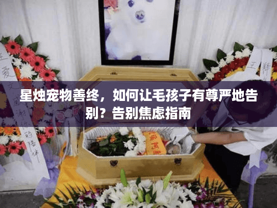 星烛宠物善终，如何让毛孩子有尊严地告别？告别焦虑指南