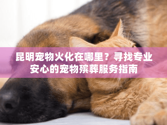 昆明宠物火化在哪里？寻找专业安心的宠物殡葬服务指南