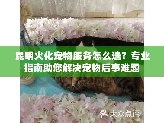 昆明火化宠物服务怎么选？专业指南助您解决宠物后事难题