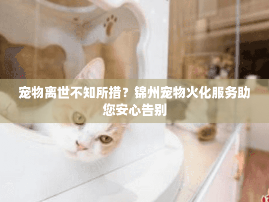 宠物离世不知所措？锦州宠物火化服务助您安心告别