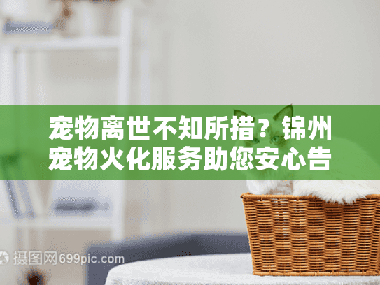 宠物离世不知所措？锦州宠物火化服务助您安心告别