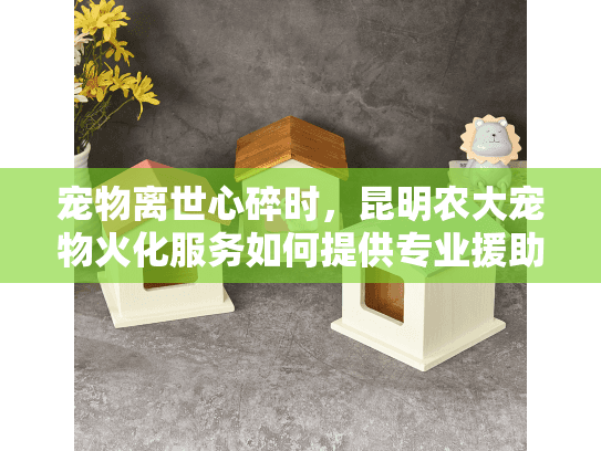 宠物离世心碎时，昆明农大宠物火化服务如何提供专业援助？