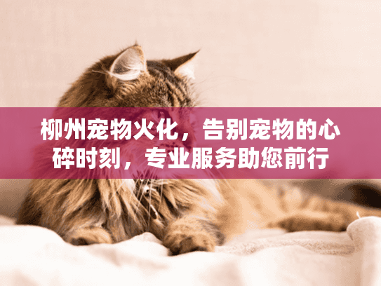 柳州宠物火化，告别宠物的心碎时刻，专业服务助您前行